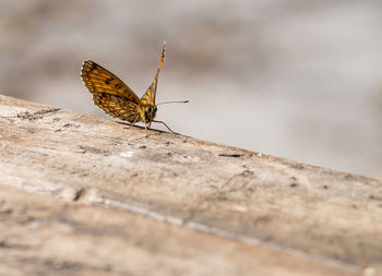 Close-up of butterfly