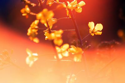 Close-up of orange flowering plant