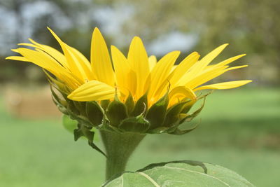 Close-up of yellow flowering plant