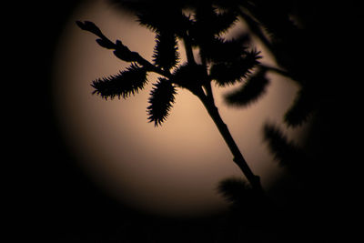 Close-up of silhouette tree against sky at sunset