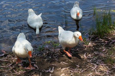 Ducks coming out of the swamp water