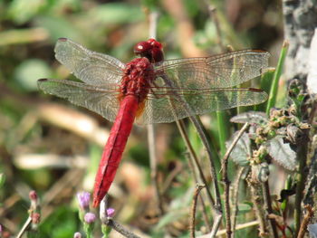 Close-up of dragonfly on plant