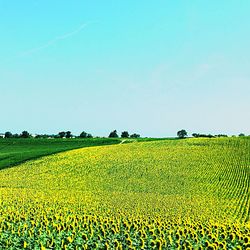 Scenic view of field against clear sky