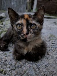 Close-up portrait of cat relaxing on footpath