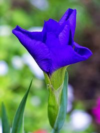 Close-up of purple iris blooming outdoors