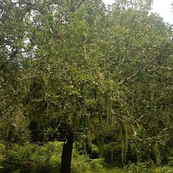 View of trees in forest