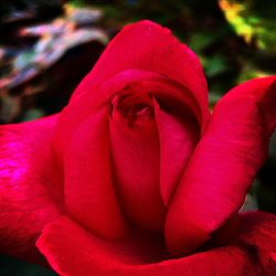 Close-up of red rose blooming outdoors