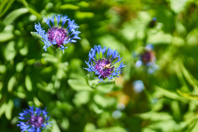 Close-up of purple flowering plant in park