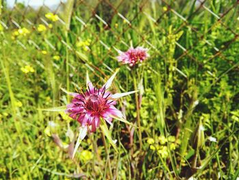 Close-up of pink flowers blooming in field