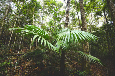 Palm trees in forest