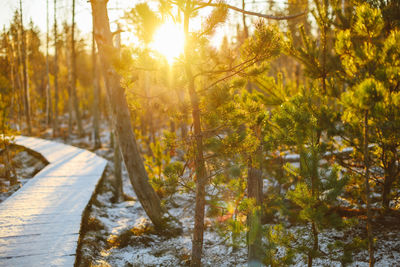 Trees in forest during winter