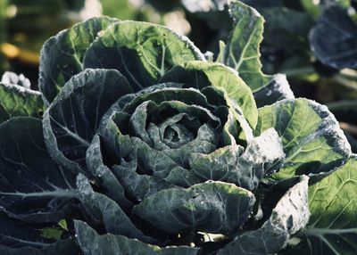 Close-up of cabbage growing outdoors