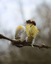 Close-up of bee on flower