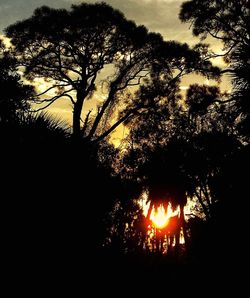 Silhouette of trees at sunset