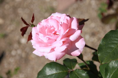 Close-up of pink rose flower in garden