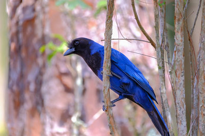 Close-up of bird perching on branch