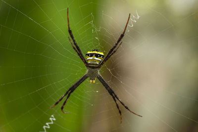 Spider on web