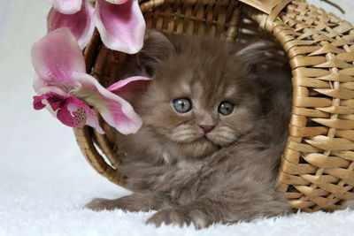 Close-up of cat looking away in basket