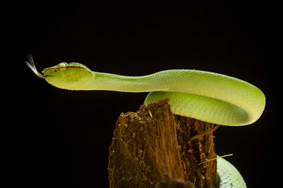 Close-up of green lizard on tree against black background