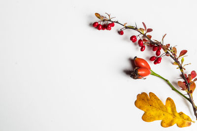 Close-up of red flowers against white background