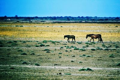 Horses on field against clear sky