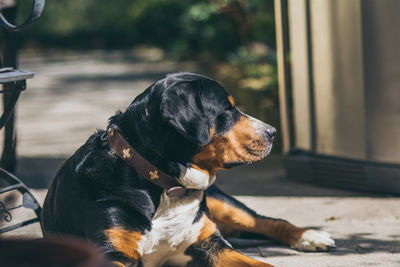 Dog resting on tiled floor