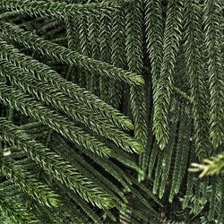 Close-up of fern