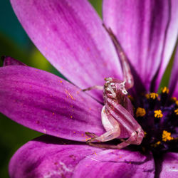 Close-up of pink flower