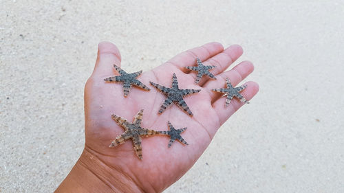 Counting starfish