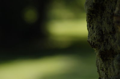 Close-up of tree trunk