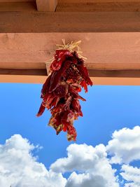 Low angle view of red flowering plant against sky