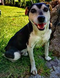 Portrait of dog on field