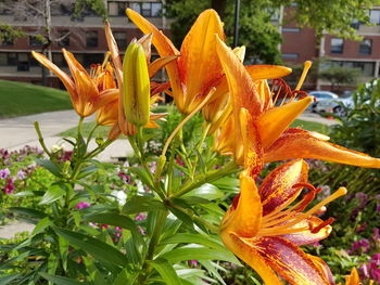 Close-up of day lily blooming outdoors