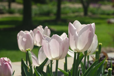 Close-up of white crocus flowers growing in field