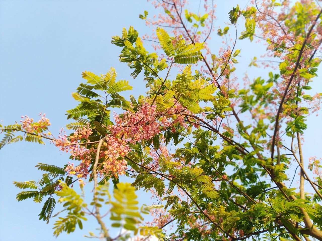 LOW ANGLE VIEW OF FLOWERING PLANT AGAINST SKY