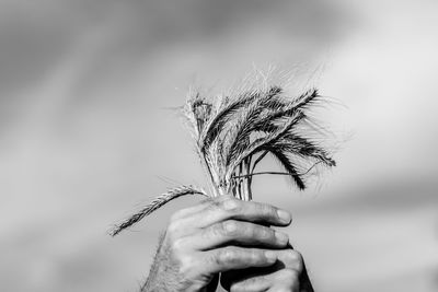 Close-up of hand holding plant