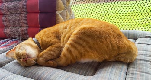 Cat sleeping on sofa