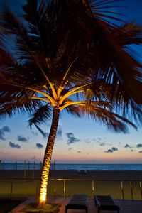 Palm tree on beach against sky during sunset