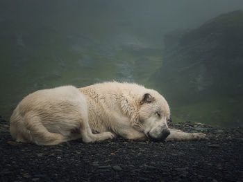 Close up portrait of a sleeping white wolf dog. peaceful view with a big sheepdog resting