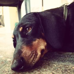 Close-up of dog resting