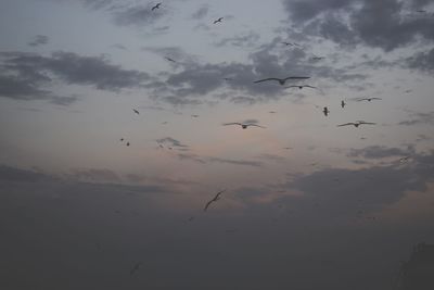 Low angle view of birds flying in sky