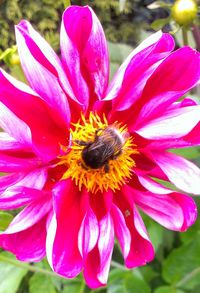 Close-up of butterfly on pink flower