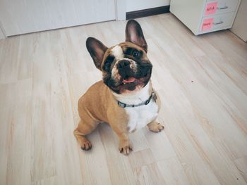 High angle portrait of dog sitting on hardwood floor