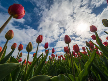 Low angle view of flowering plants on field against sky