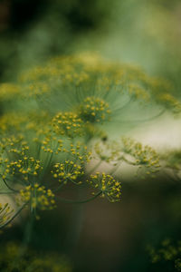 Close-up of plant