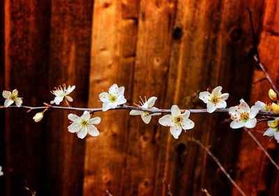 Close-up of flowering plant against fence
