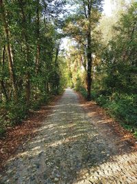 Empty road along trees in forest