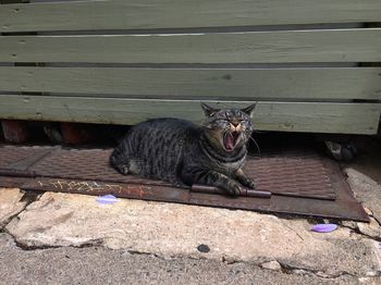 Cat yawning on metal