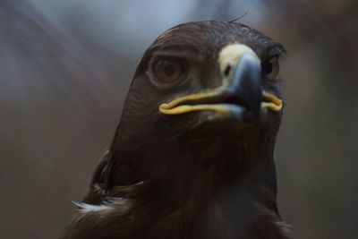 Close-up portrait of owl