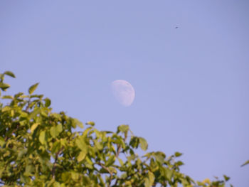 Low angle view of tree against clear blue sky